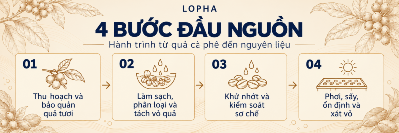 4 bước sản xuất đầu nguồn cà phê Lopha