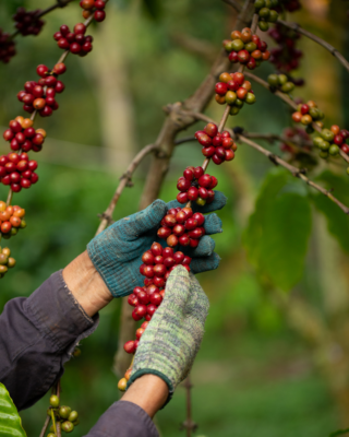 Gloved hands harvesting red coffee cherries from a branch with ripe and unripe fruit.
