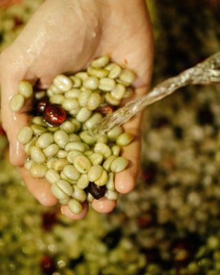 Close-up of hands holding freshly pulped coffee beans under running water.