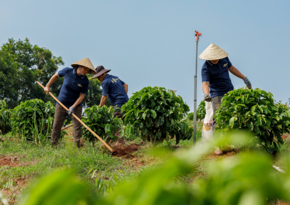 Những người nông dân đang chăm sóc những cây cà phê Lopha Coffee