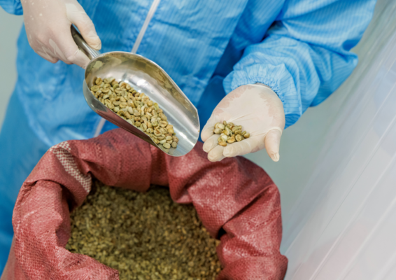 Worker wearing gloves and blue protective clothing examines green coffee beans with a metal scoop above an open sack.